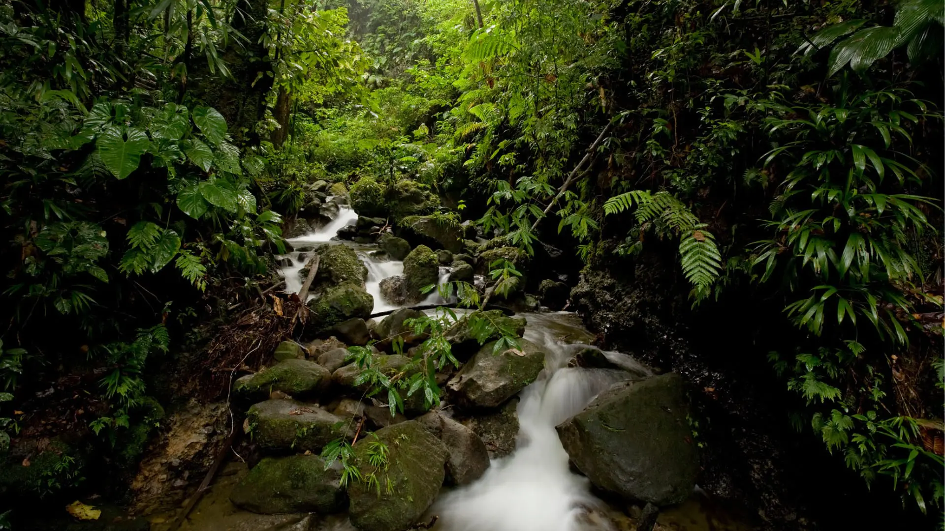Image of creek in Dominica