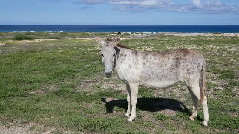 A lone donkey standing near the coastline in Arikok National Park.
