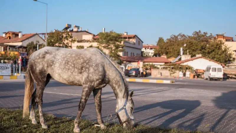 A horse grazes peacefully on the streets of El Calafate, Argentina.