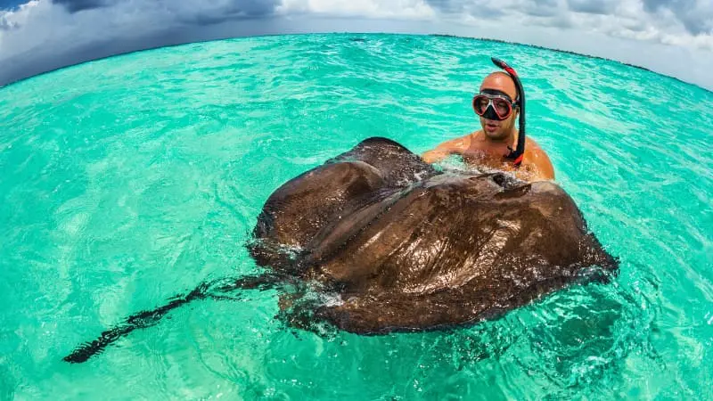 Snorkeler with stingray in crystal-clear waters of George Town, Cayman Islands.
