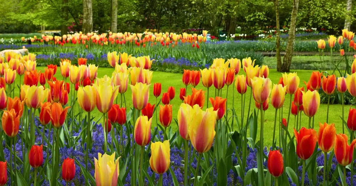 Red, yellow, and orange tulips in the Netherlands colorful garden.