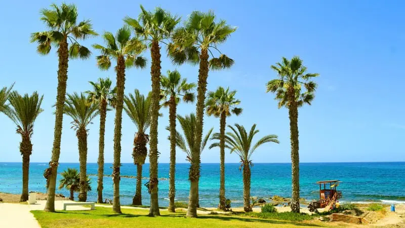 Palm trees by the sea on Cyprus beach create a picturesque beach scene.