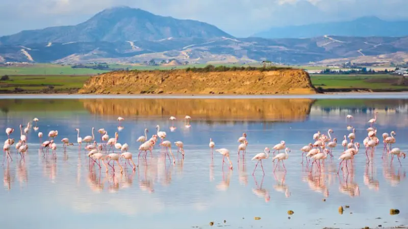 See flamingos at Larnaca Salt Lake, a popular attraction in Cyprus.
