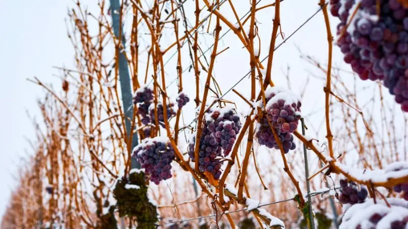 Visit Niagara wineries in winter to see snow-covered grapes for icewine.