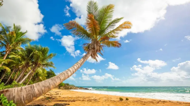 Palm tree on Flamenco Beach, a top spot in a 7-days Puerto Rico itinerary.