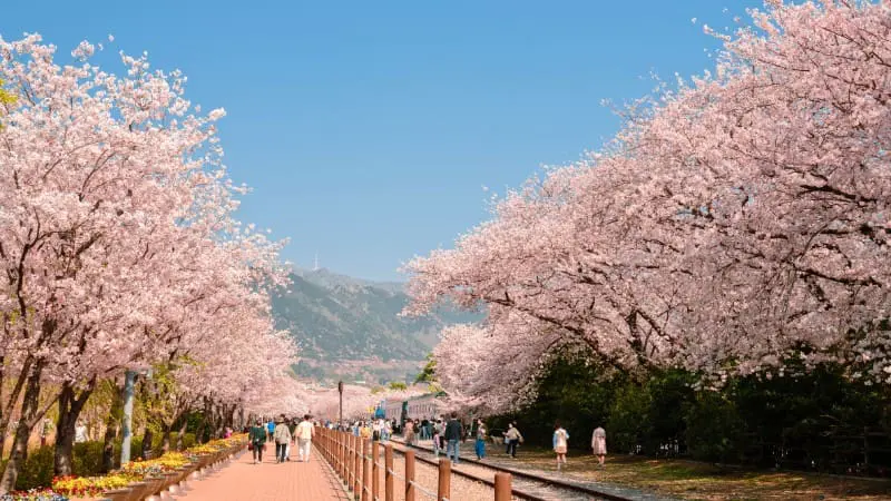 Stroll through cherry blossoms in Jinhae during the annual festival.