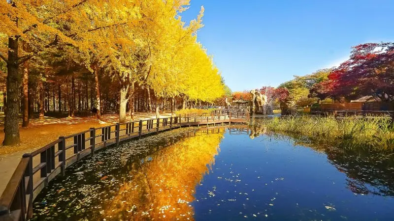 Explore Nami Island a scenic spot famous for K-dramas.