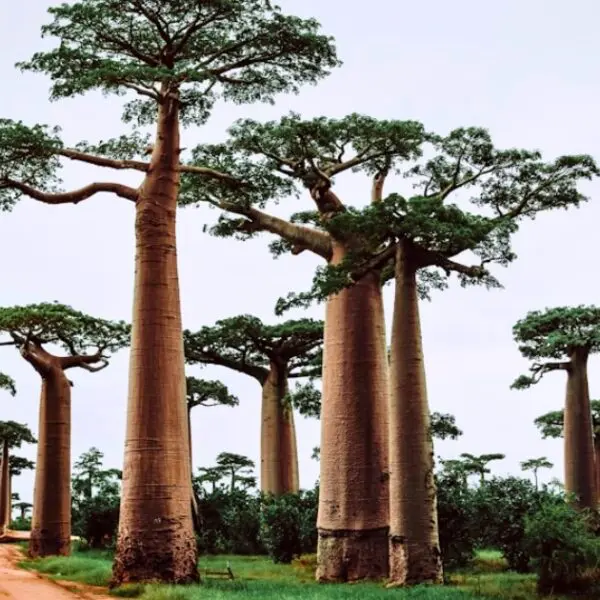 Plan your visit to Toliara’s famous Avenue of the Baobabs, a must-see in Madagascar."