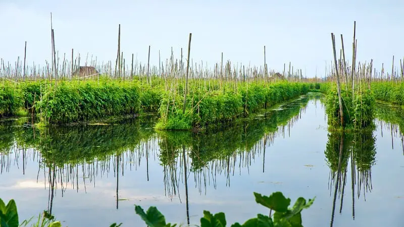 Floating gardens at Inle Lake, where locals grow crops using lake water.