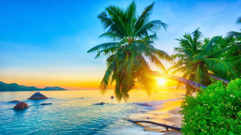 Beautiful beach with palm trees at sunset, a top destination on a Seychelles vacation.