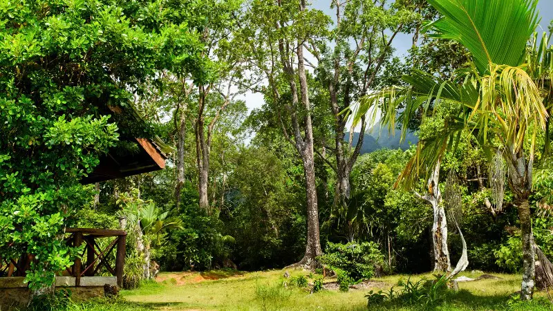 Green forest landscape in Morne Seychellois National Park for hiking.