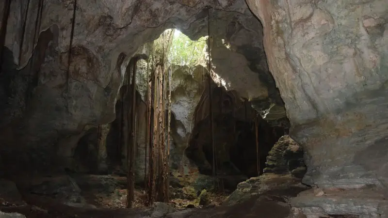 Cathedral Cave has tree roots filtering sunlight into its spacious chamber.