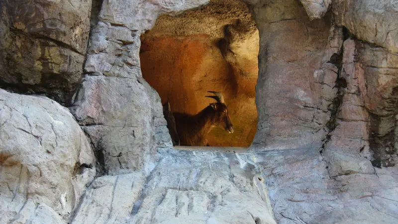 A goat peeks out from Goat Cave, a remote hidden spot in Eleuthera.