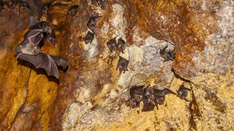 Ten Bay Cave is home to leaf-nosed bats and has multiple skylights.
