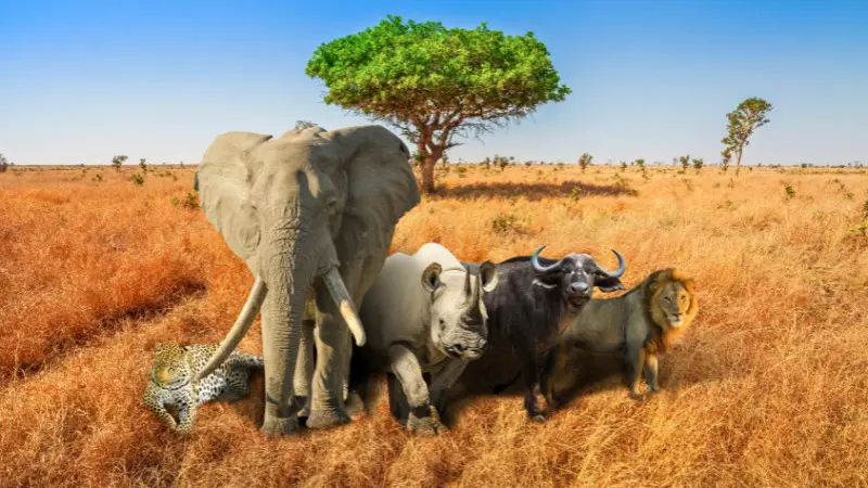 The Big Five in Maasai Mara: lions, elephants, rhinos, leopards, and buffalo.
