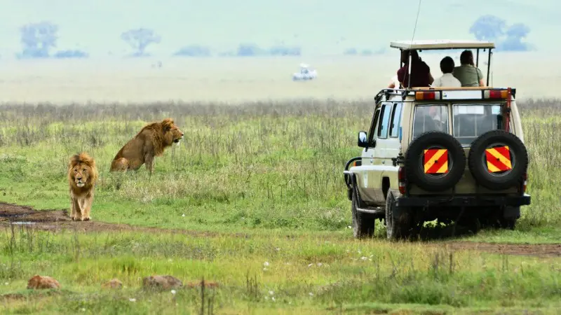 Game drive in Maasai Mara with close views of lions in their natural habitat.