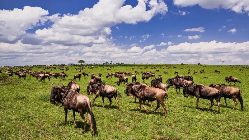 The Great Migration in Maasai Mara, featuring thousands of wildebeest crossing the plains.