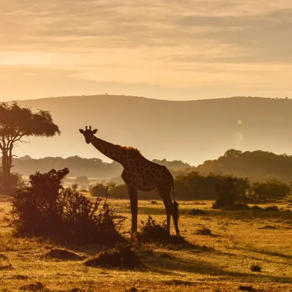 Plan your ultimate Maasai Mara safari with our guide, including tips for a perfect trip.