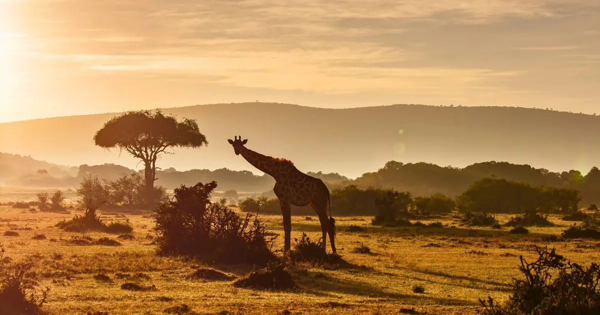 Plan your ultimate Maasai Mara safari with our guide, including tips for a perfect trip.