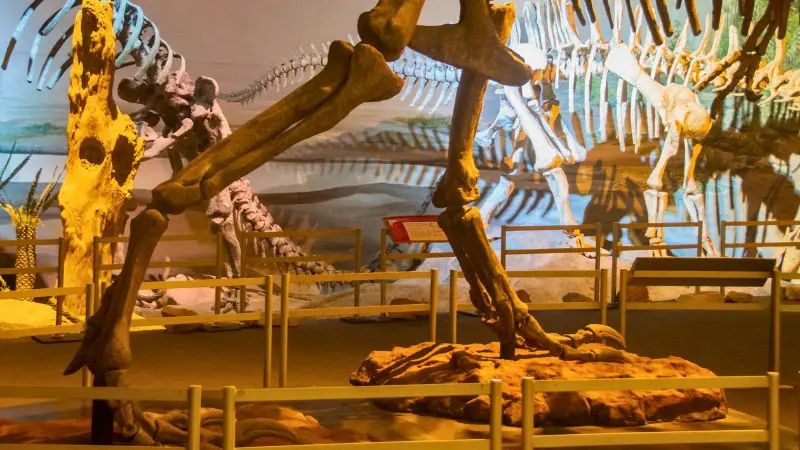 Dinosaur skeletons at Madrid's Natural Sciences Museum.