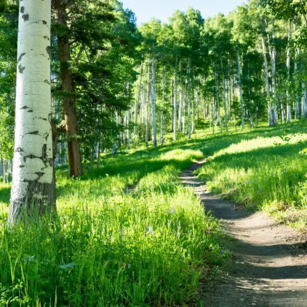 Aspen’s lush summer trails feature sunlit paths through beautiful aspen trees.
