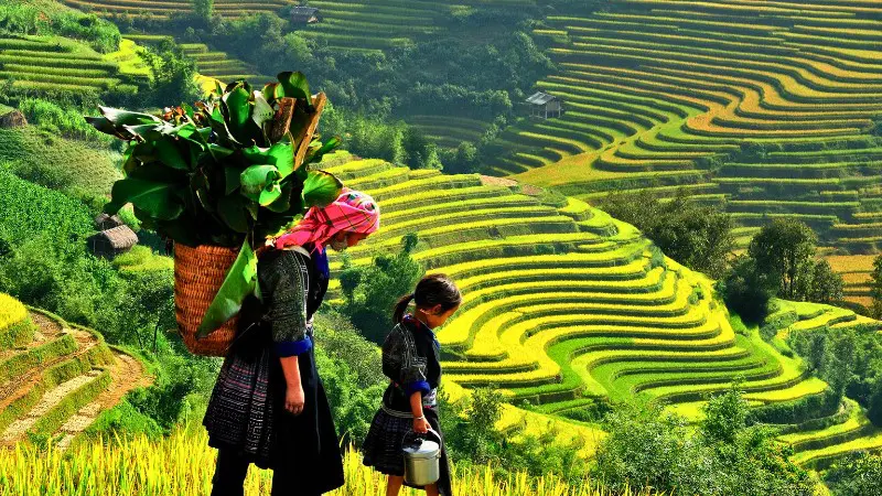 Lush green Cordillera Rice Terraces carved into the mountains in Ifugao.