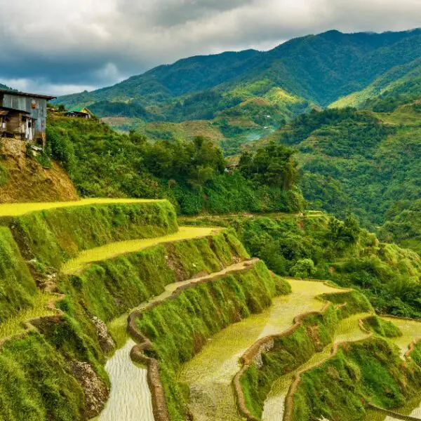 Tiered rice terraces in Ifugao, showcasing traditional farming techniques.