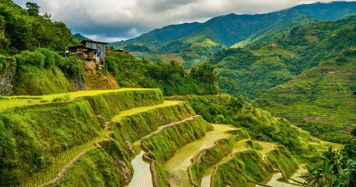 Tiered rice terraces in Ifugao, showcasing traditional farming techniques.