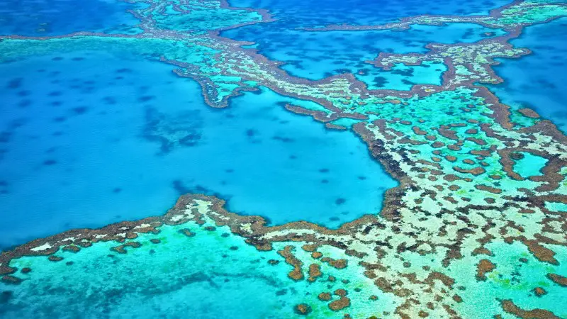 Colorful coral formations of UNESCO Tubbataha Reefs in Palawan's clear waters.