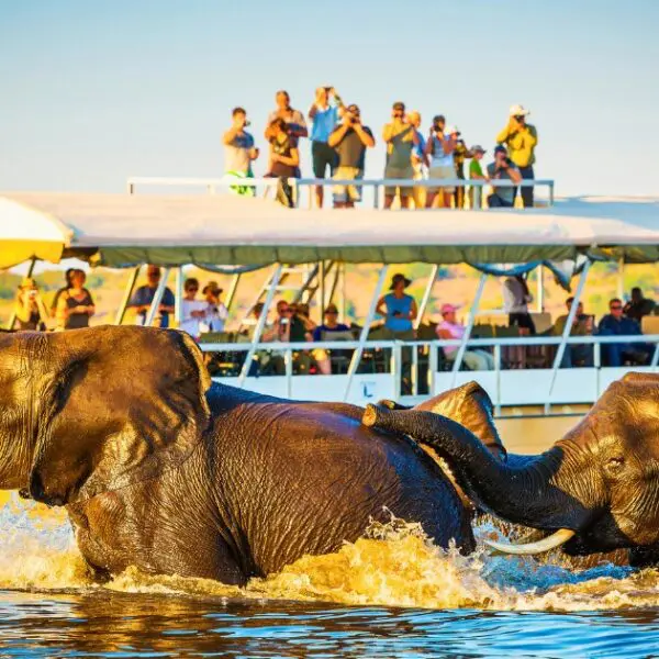 Elephants crossing a river during a Cape Town wildlife safari boat tour.