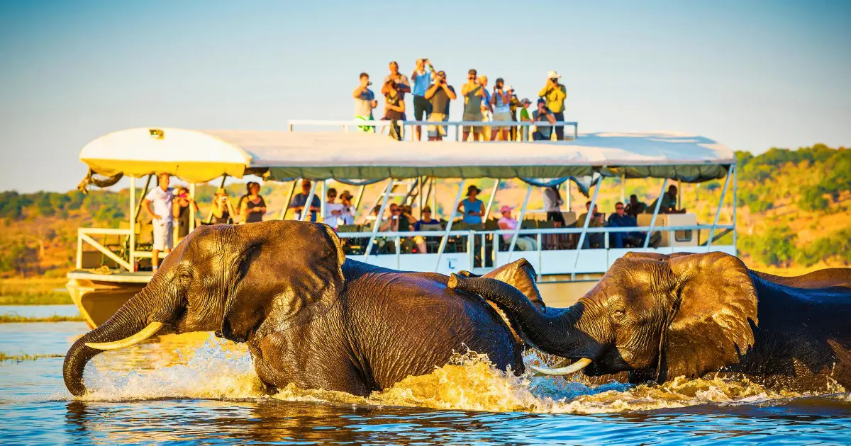 Elephants crossing a river during a Cape Town wildlife safari boat tour.