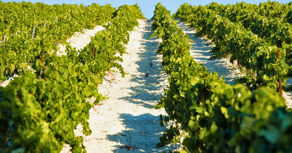 Jerez is known for its unique Sherry production, a wine region in southern Spain.