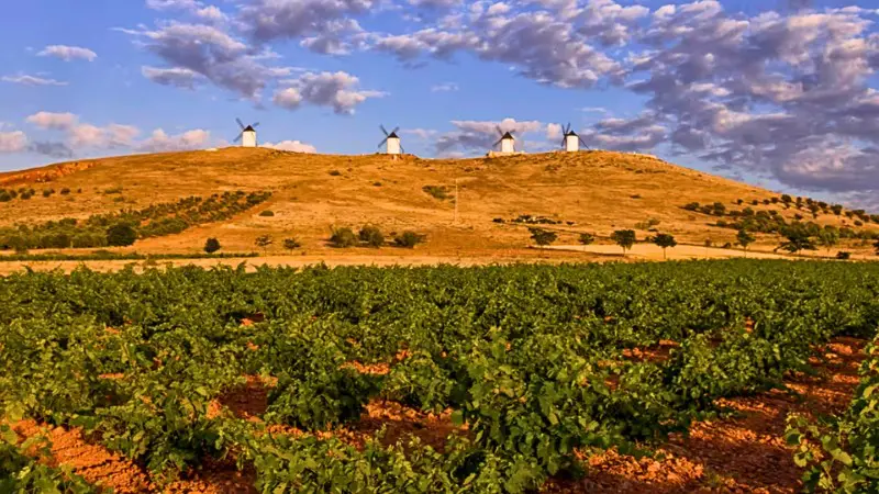 La Mancha's vineyards produce some of Spain's most famous and affordable wines.