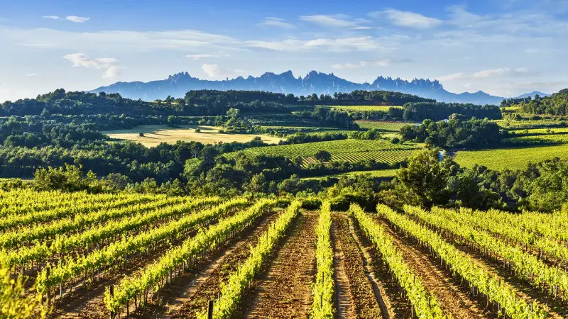 Penedès region is famous for producing Spain’s sparkling Cava wine, near Barcelona.