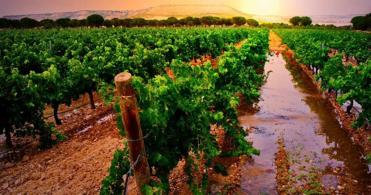 Ribera del Duero is famous for its full-bodied Tempranillo wines in central Spain.