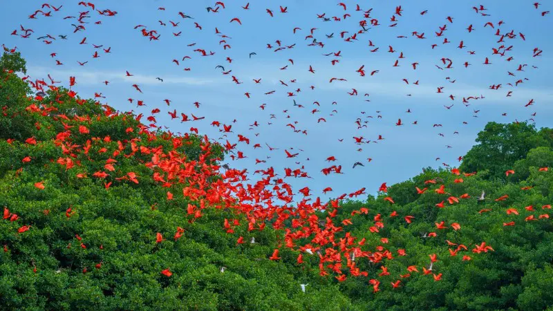 Caroni Bird Sanctuary offers stunning views of Scarlet Ibis at sunset.