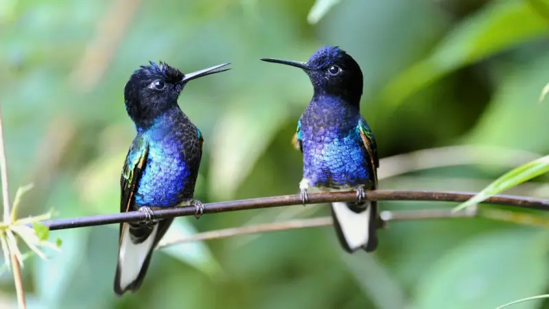 Two hummingbirds spotted during a birdwatching trip in Trinidad.