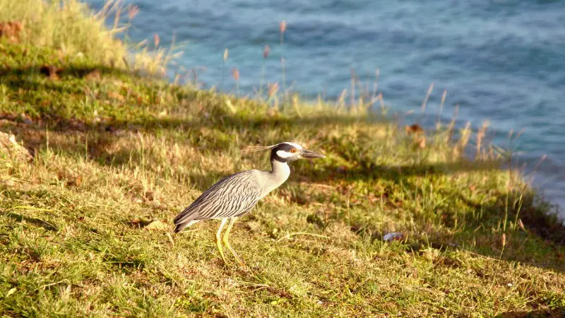 Little Tobago Island is great for seabird enthusiasts and guided tours.