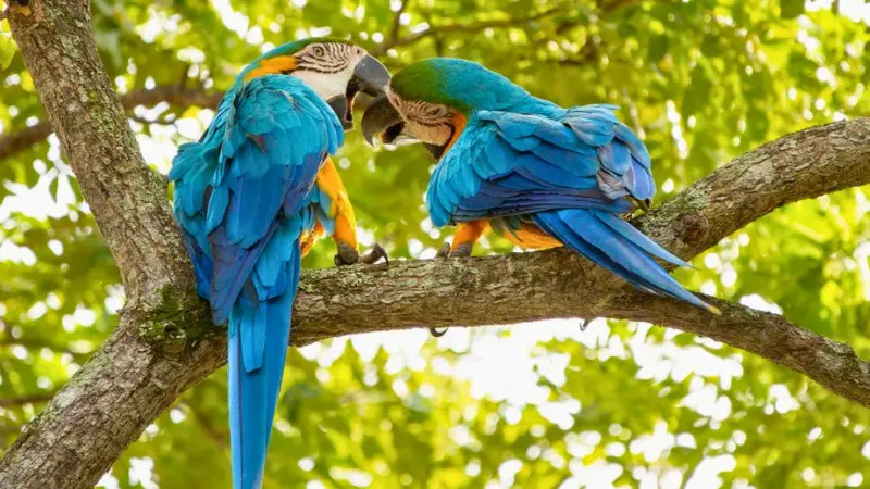 Nariva Swamp is ideal for seeing rare bird species and lush wildlife.