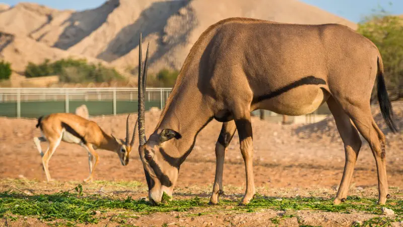 Al Ain Zoo provides family safaris with animal encounters and shows.