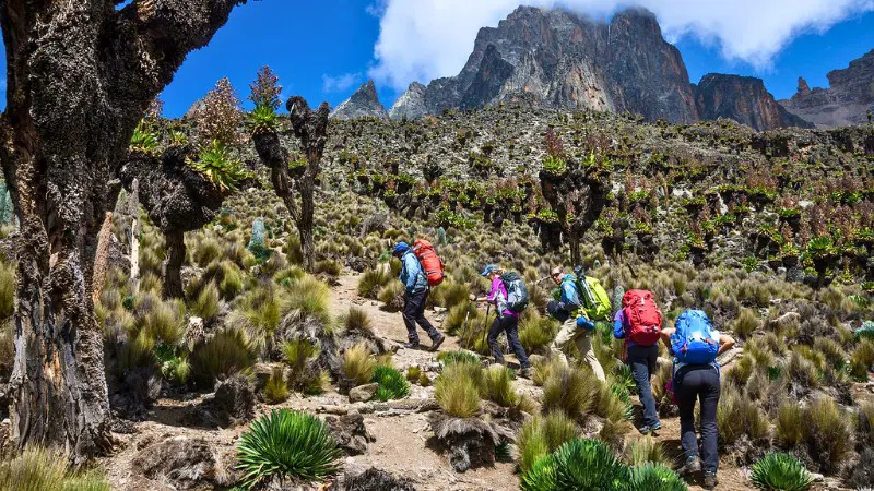 Hikers follow marked trail through Mt Kenya's unique alpine landscape.