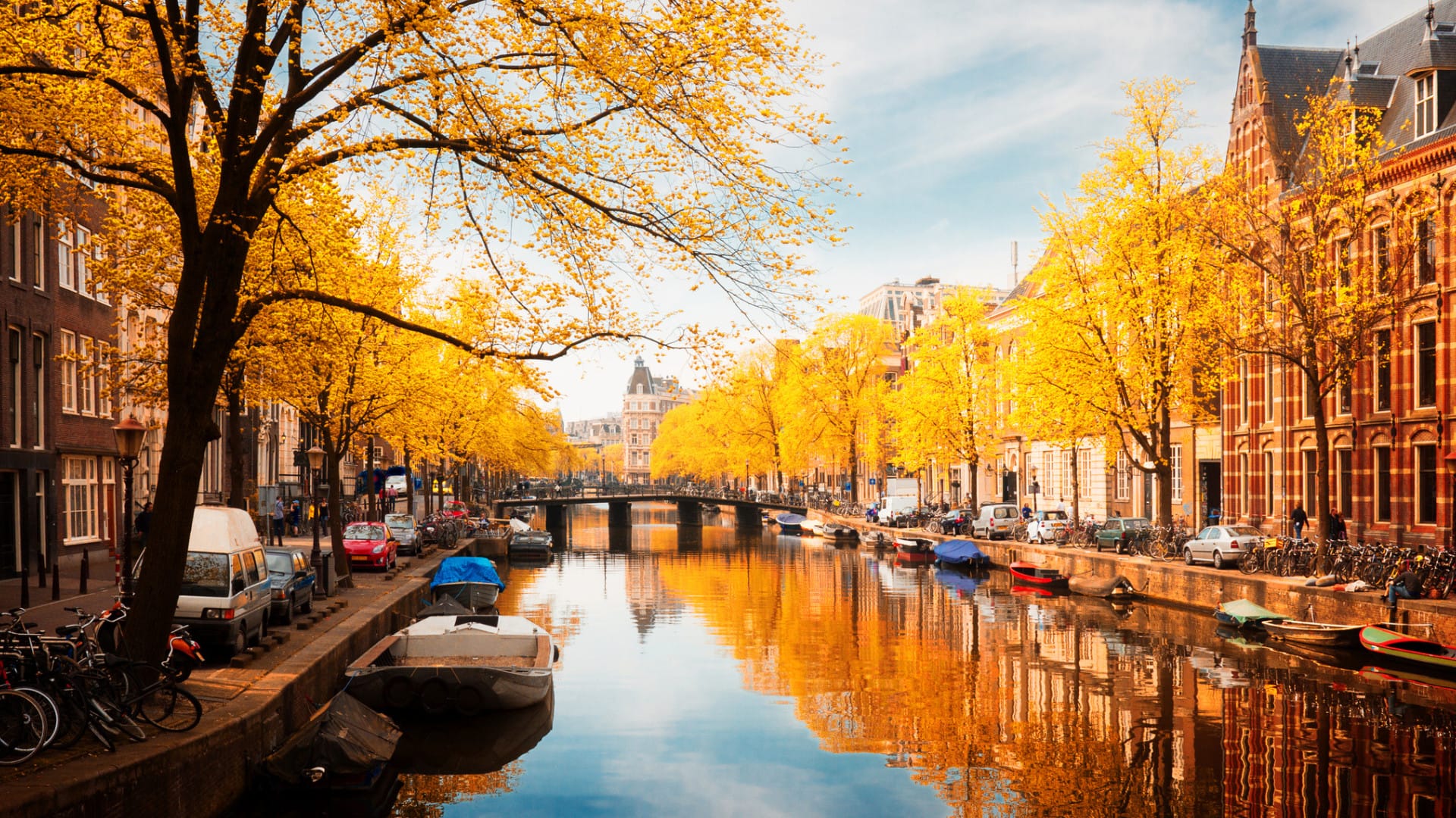 Image of yellow trees in Europe