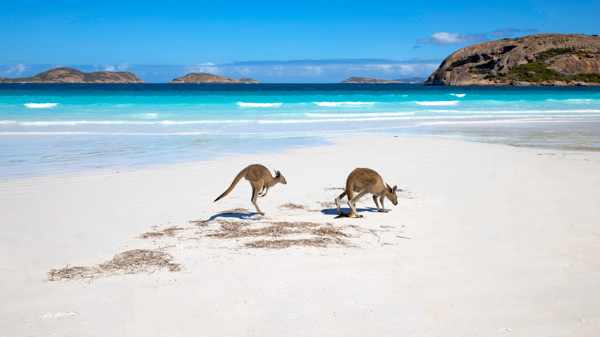 Image of Kangaroos on the beach