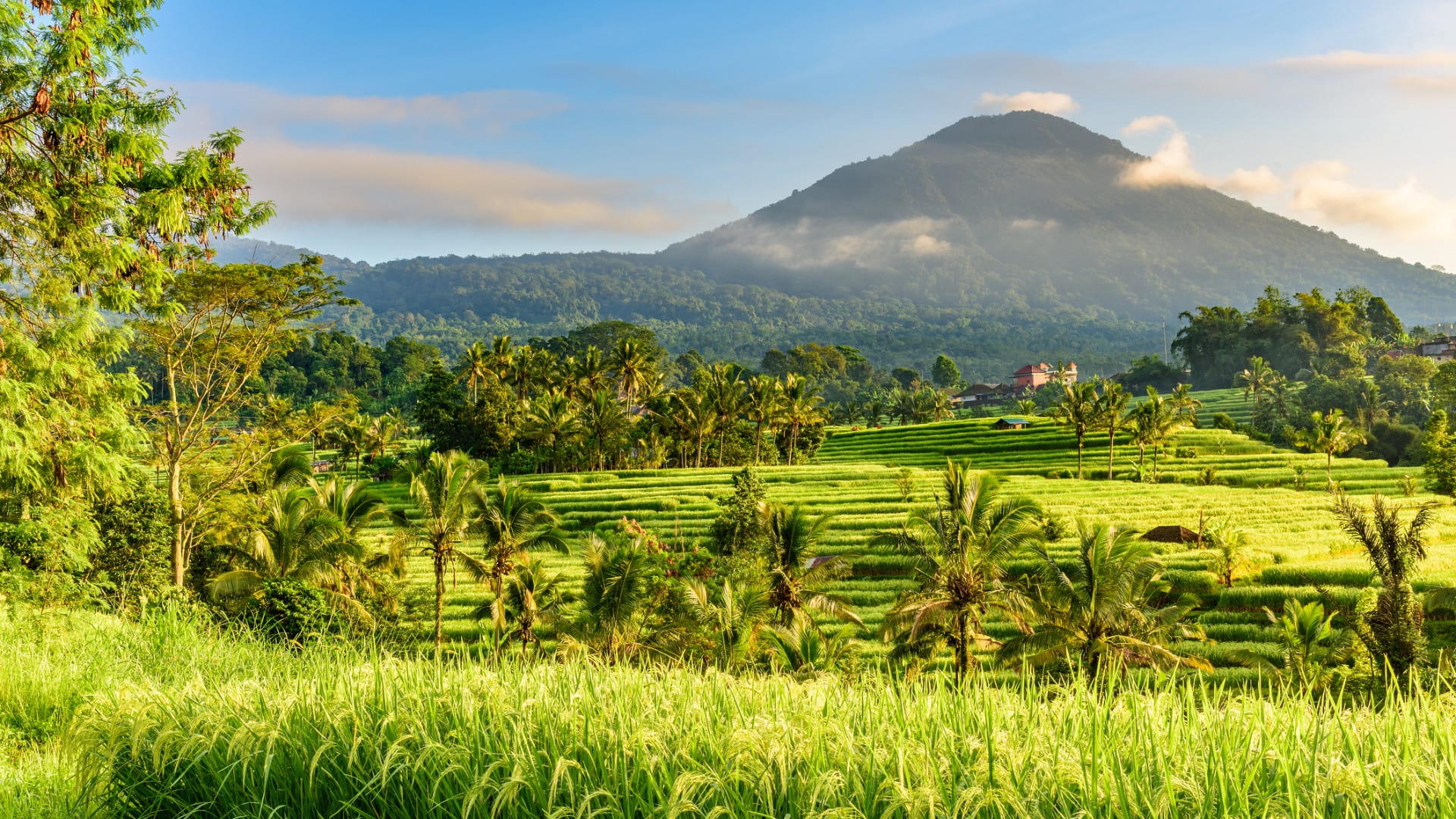 Image of a mountain and green grass in Indonesia