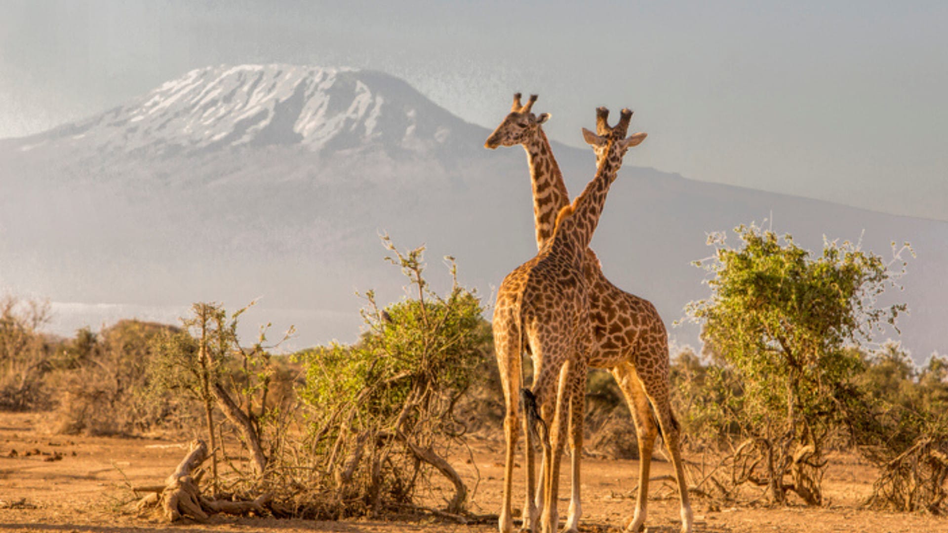 Image of Amboseli National park Giraffes