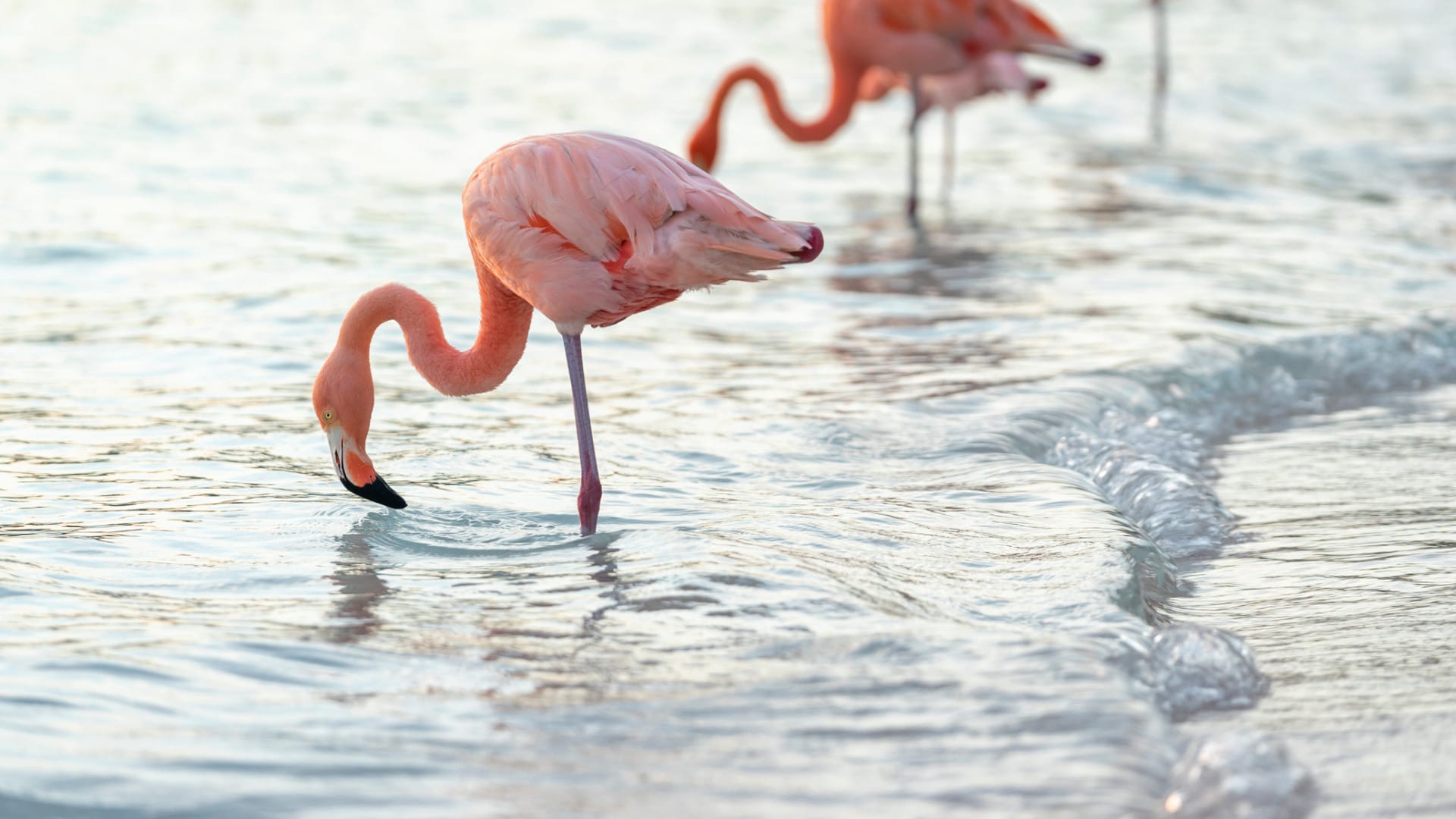Image of Flamingos