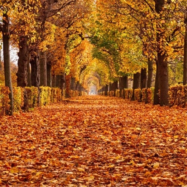 Image of park during Autumn