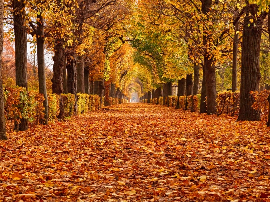 Image of park during Autumn