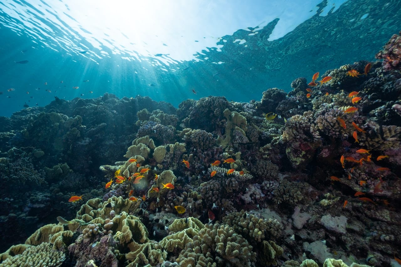 The Best Destinations to Explore Coral Reefs - Destination