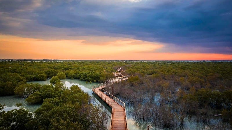 A wooden walkway winding through the lush greenery and wetlands of Al Wathba Wetland Reserve at sunset.